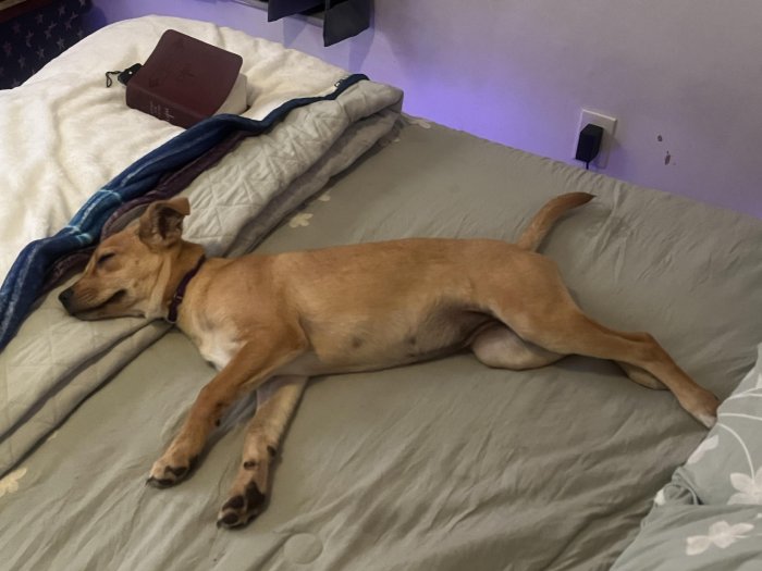 dog claims bed