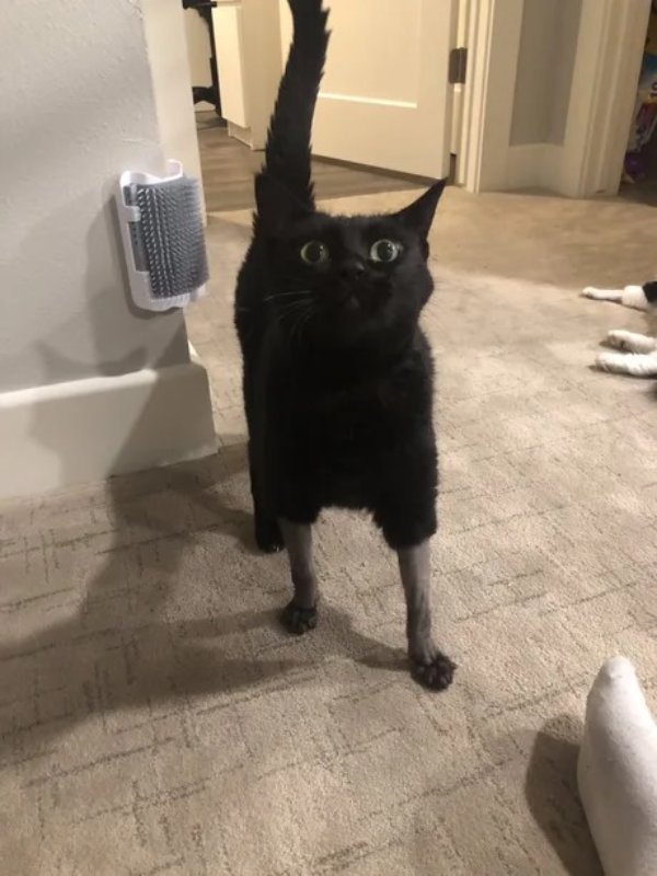 cat with legs shaved