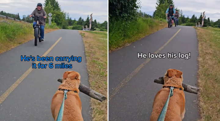 bikers compliment dog big stick on walk