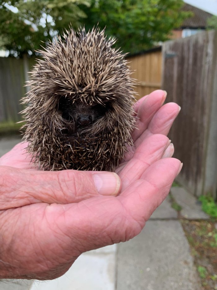 hedgehog baby