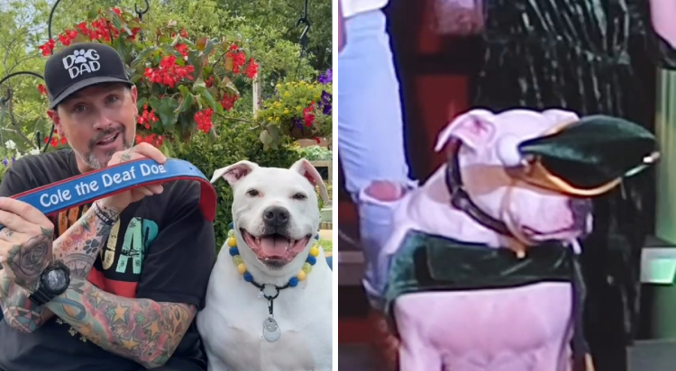 Cole deaf therapy pit bull dog