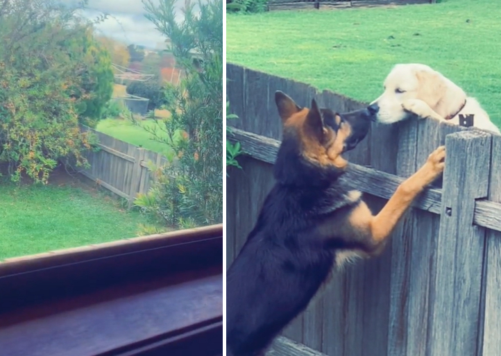 dogs become best friends over fence