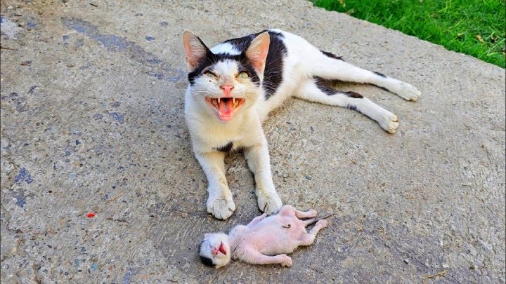 kitten rescue