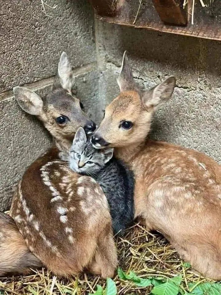 cat and deer