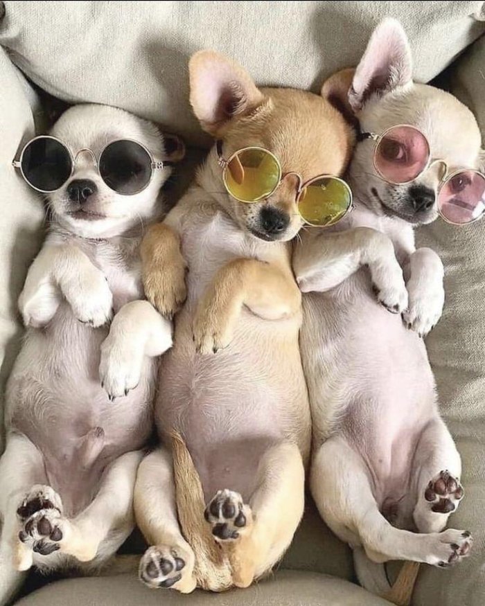 dogs in sunglasses