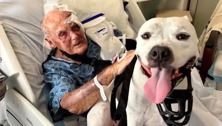 dog saves old man from naked attacker