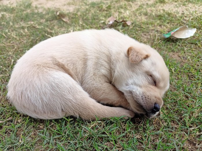 puppy nap in ball