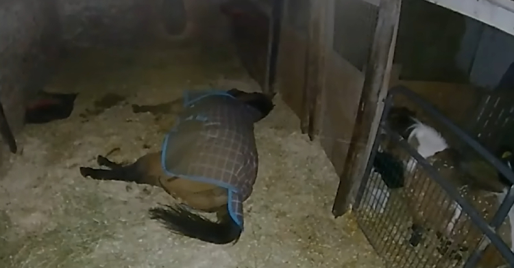 horse fart 30 seconds