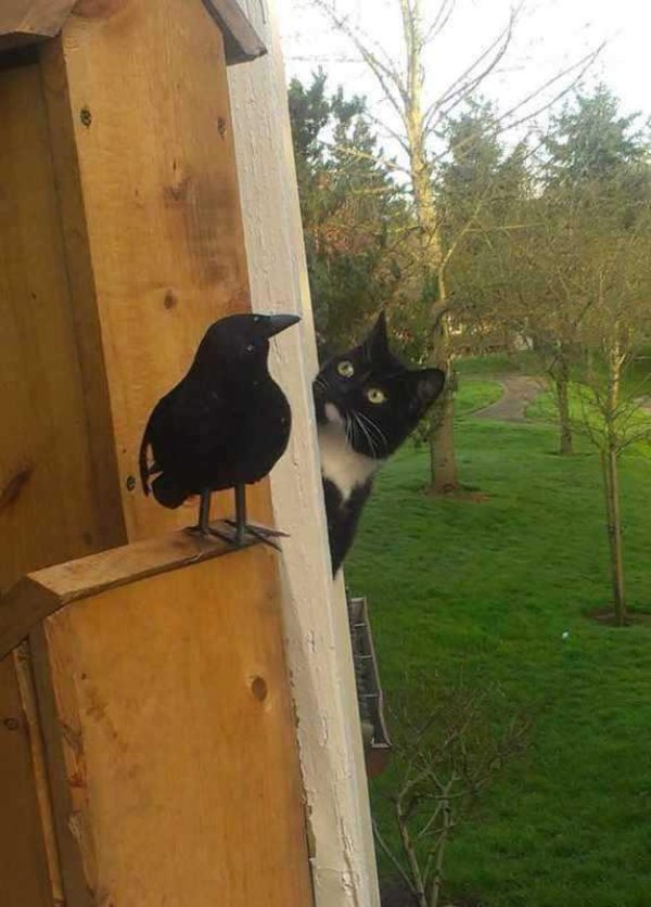 cat and raven