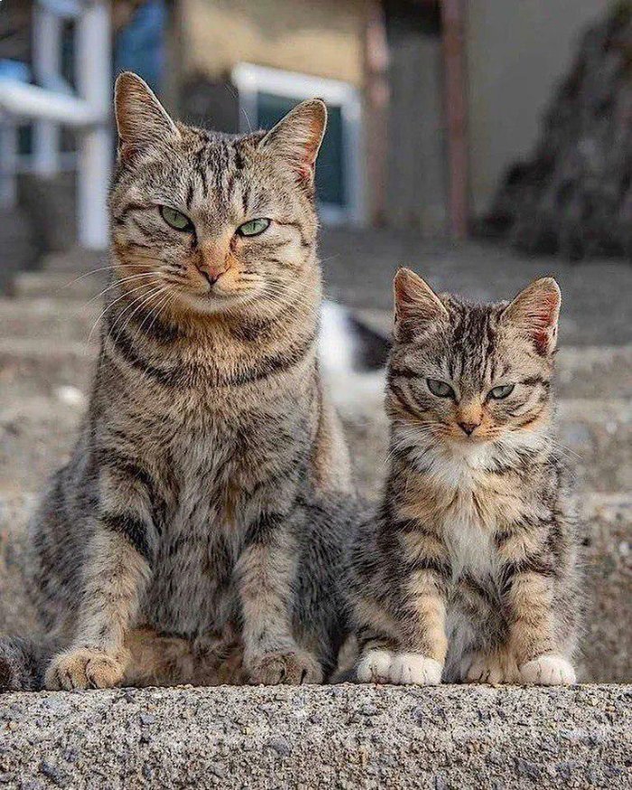 mother daughter cat