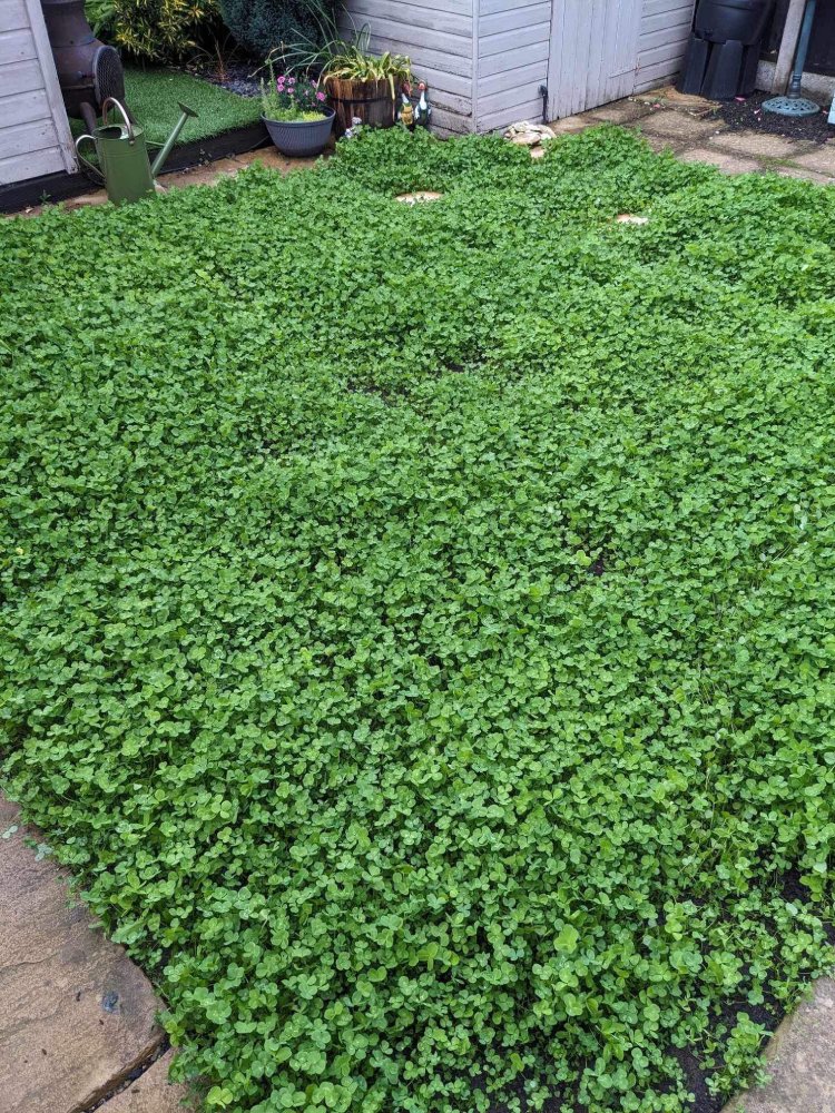 clover yard instead of grass