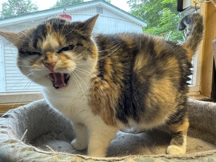cat sassy