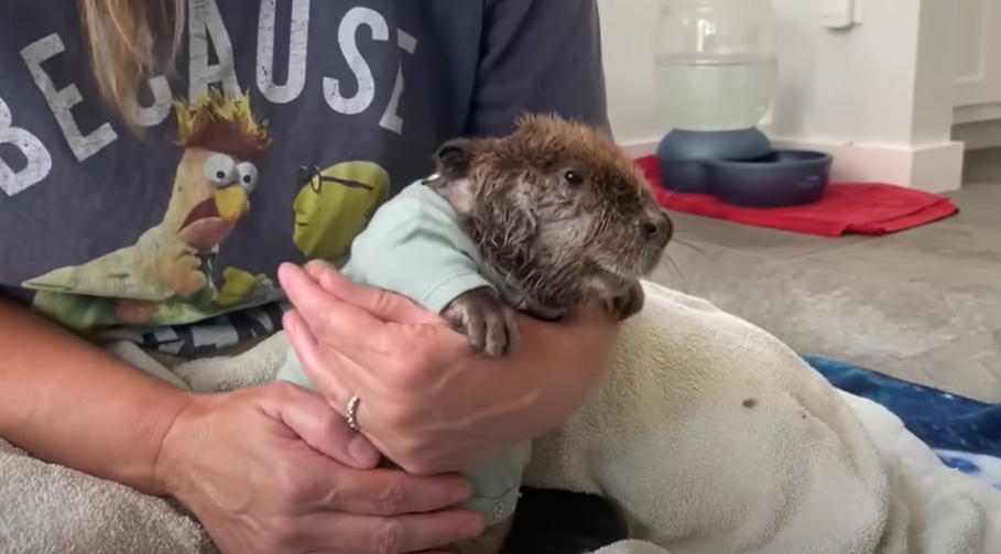 squeaking baby beaver in shirt