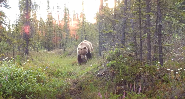 trail cam 5 months in 5 minutes
