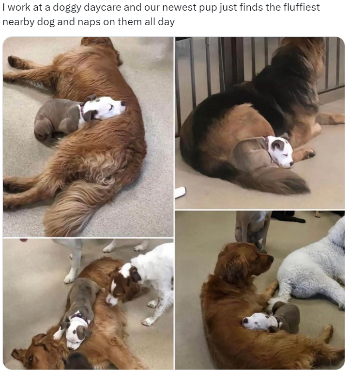 doggy day care pup naps on dogs