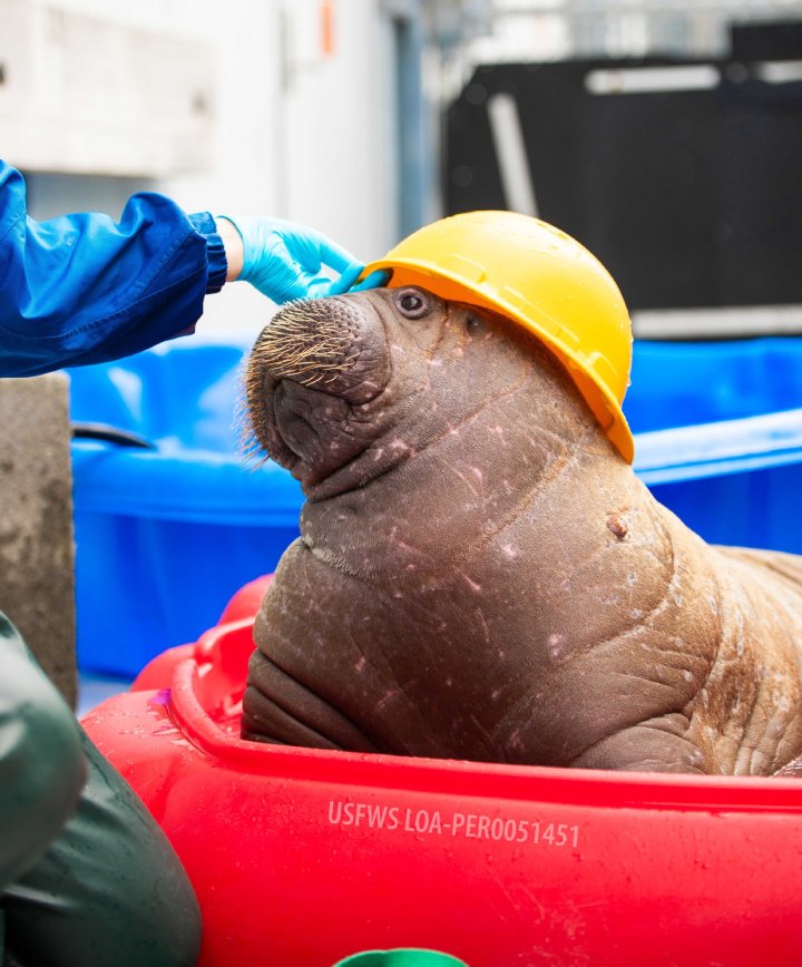 orphan baby walrus rescue Alaska