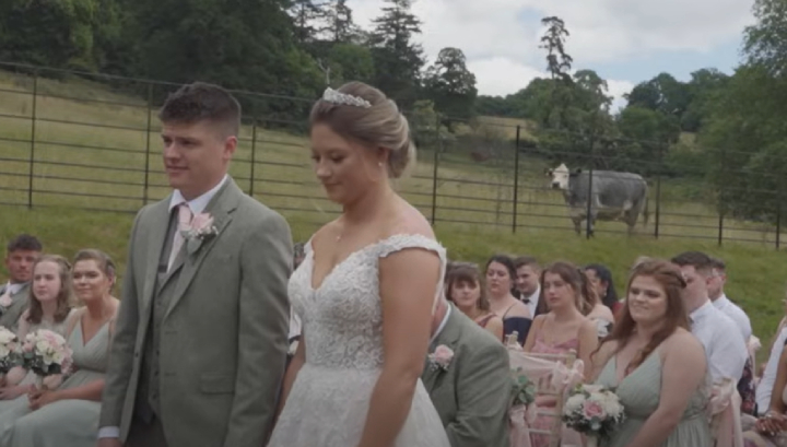 cow interrupts wedding