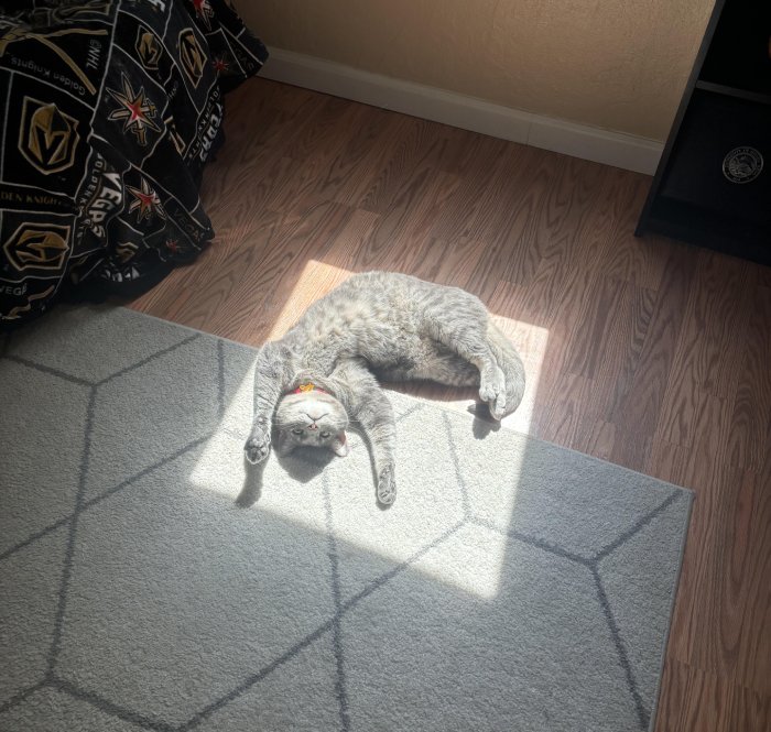 cat in sun spot