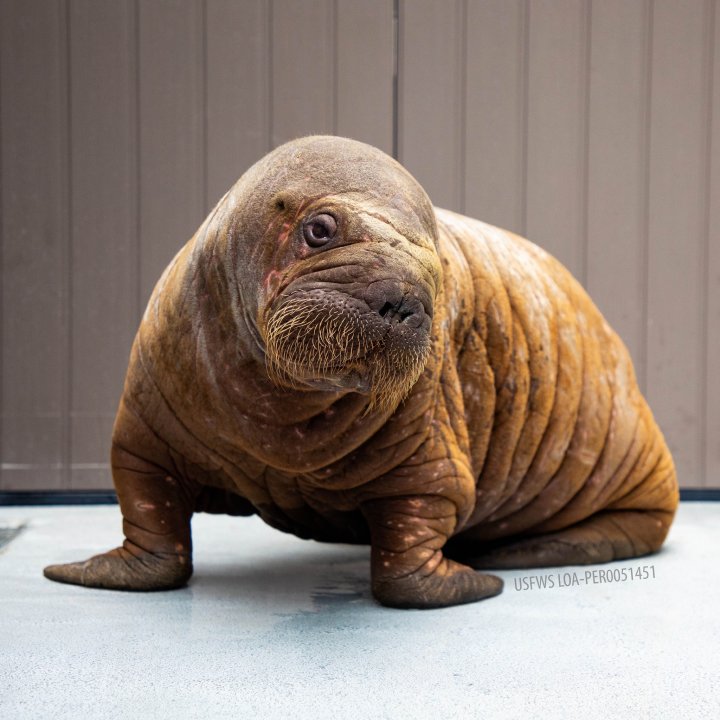 orphan baby walrus rescue Alaska