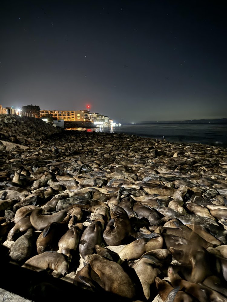 sea lions
