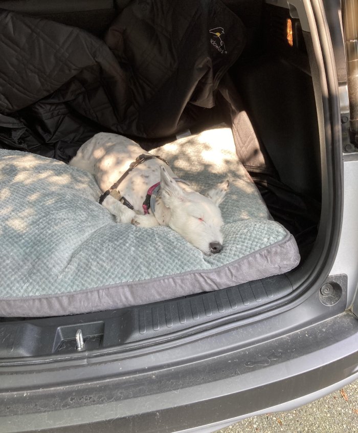 exhausted happy dog