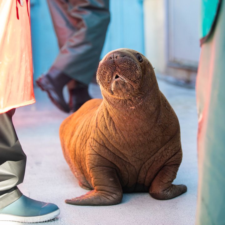 orphan baby walrus rescue Alaska