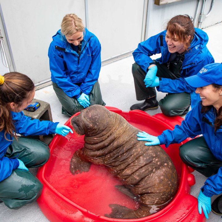 orphan baby walrus rescue Alaska