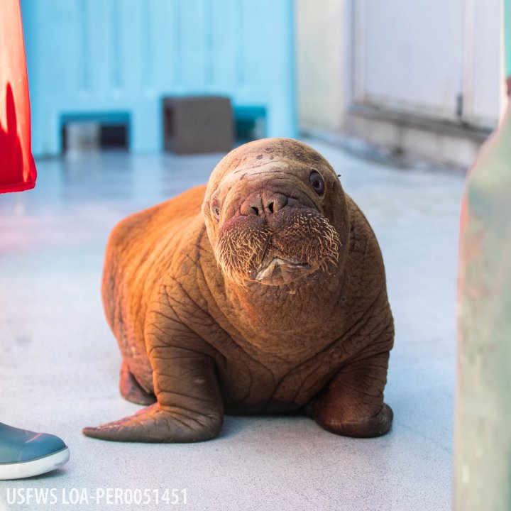 orphan baby walrus rescue Alaska