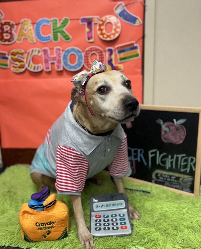 dog first day of school