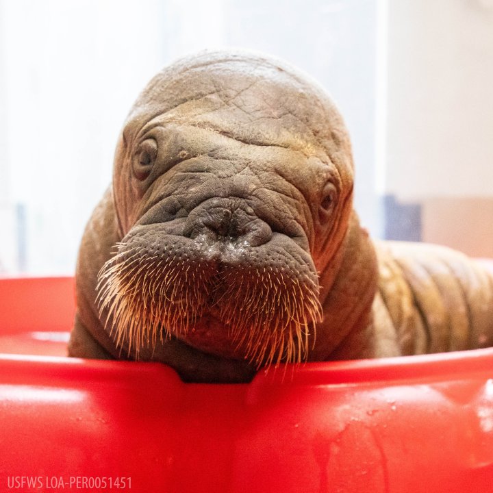 orphan baby walrus rescue Alaska