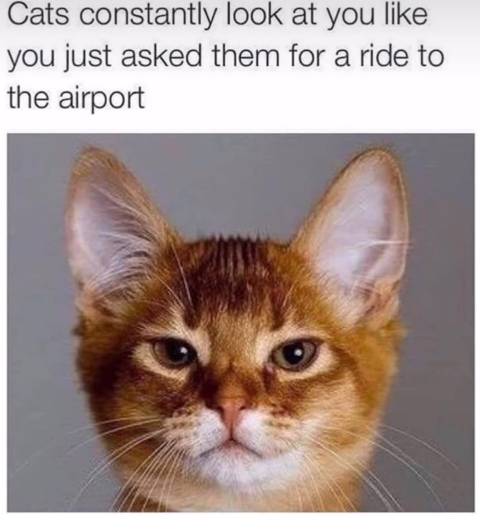 cats look at you like you ask ride airport