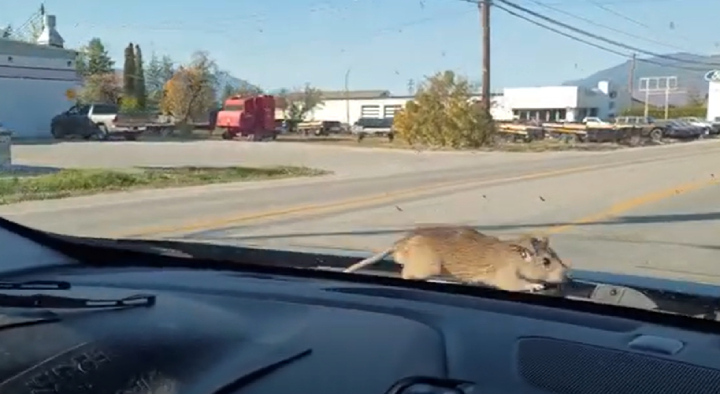 rat surprises driver