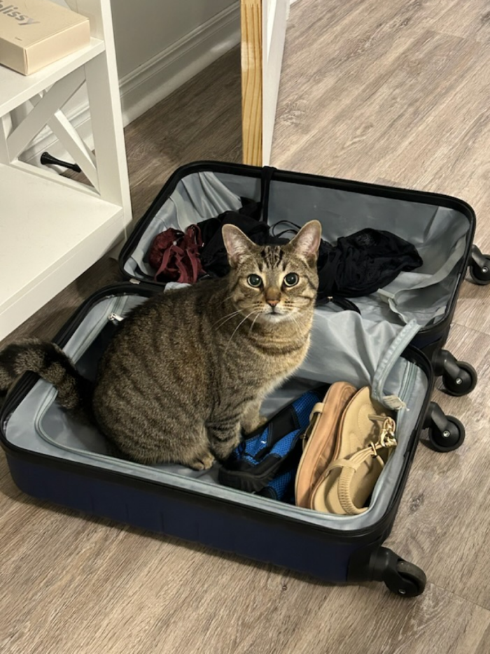 cat in suitcase