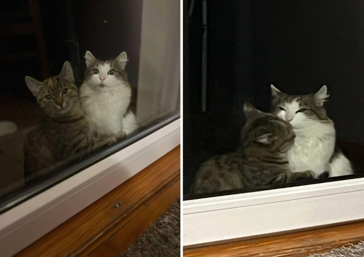 cat and his girlfriend