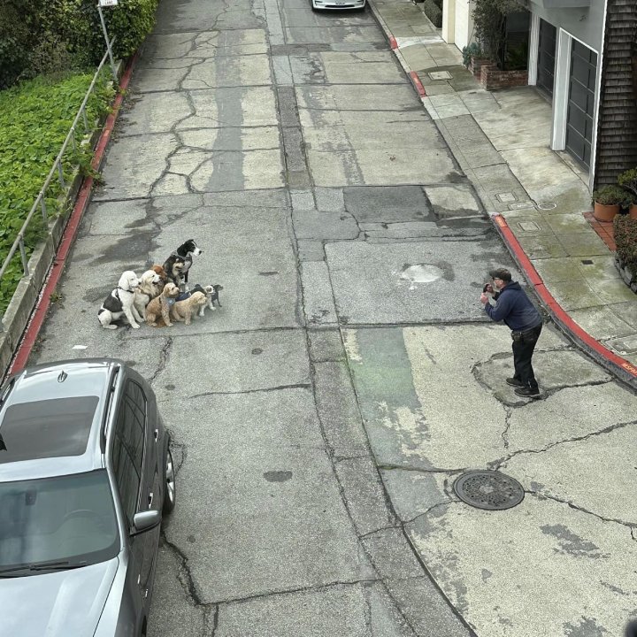 group of dogs posing for picture