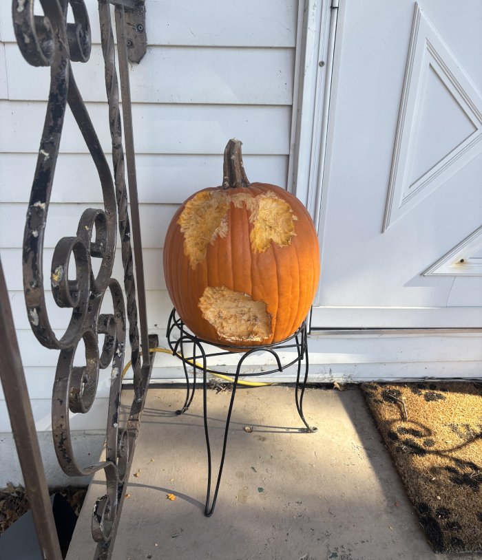 pumpkin carved by squirrels