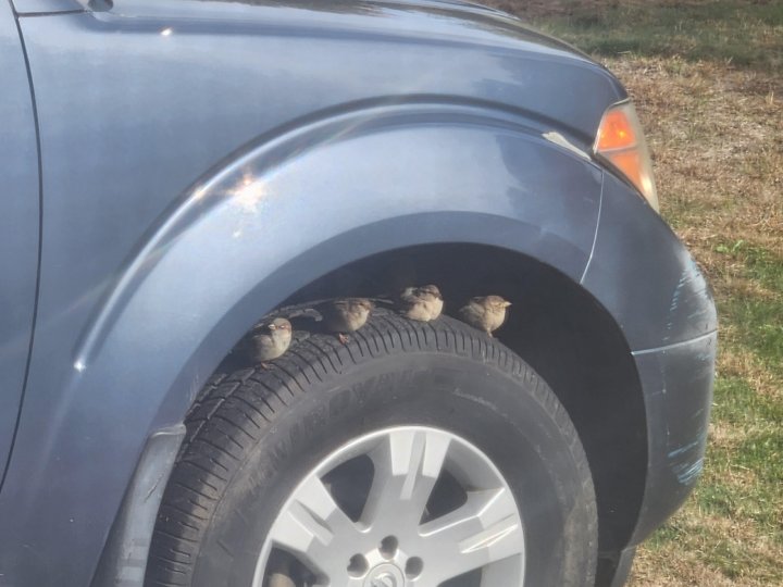birds on tire