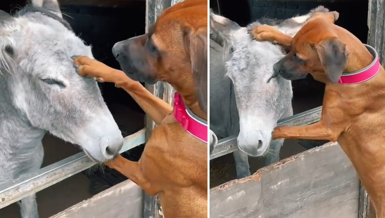 dog pets donkey video