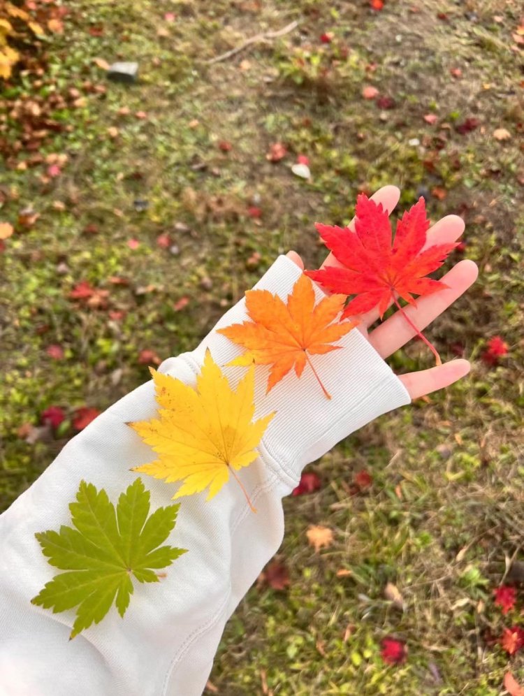 colors of fall