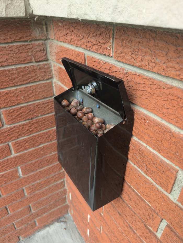 squirrel storing nuts in mailbox