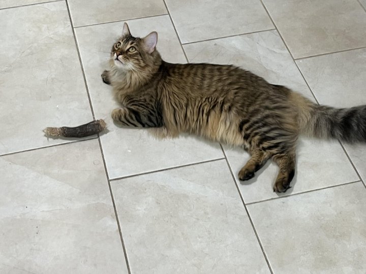 cat looks like leg fell off