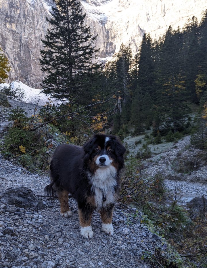 dog met on hike