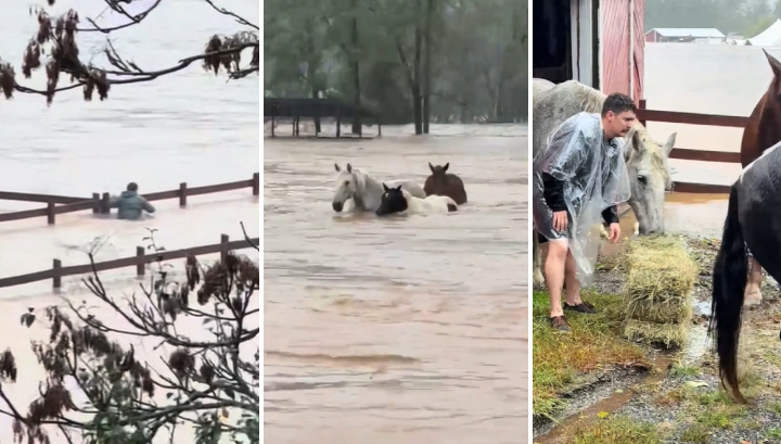 wedding party saves horses flood