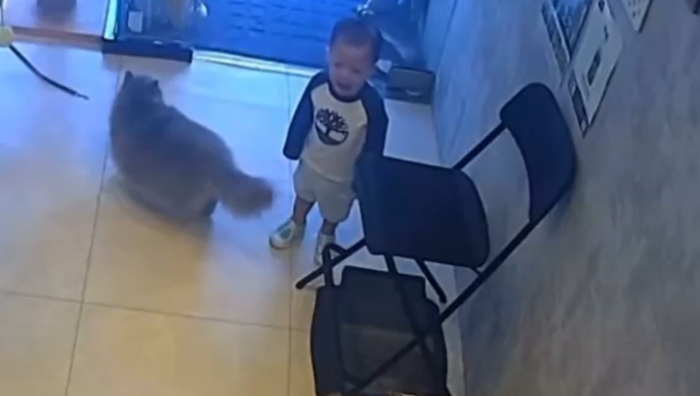 cat comforts crying child