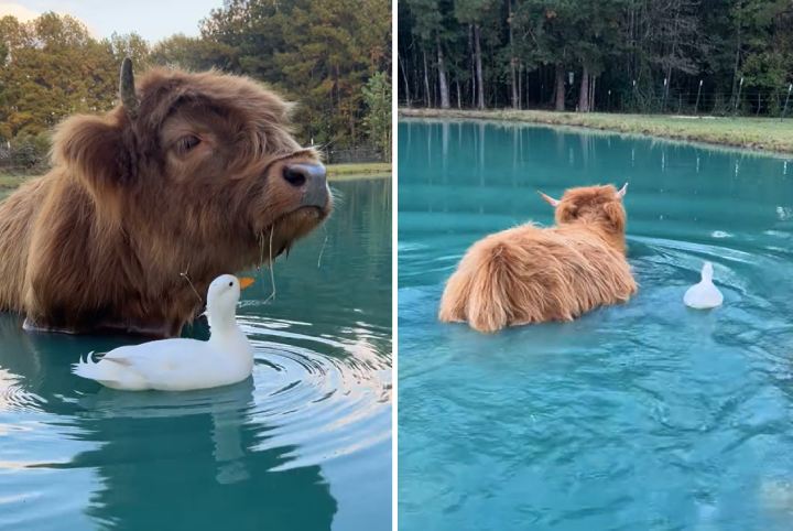 duck and cow best friends