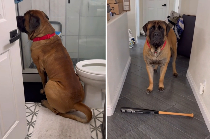 Bowser the mastiff