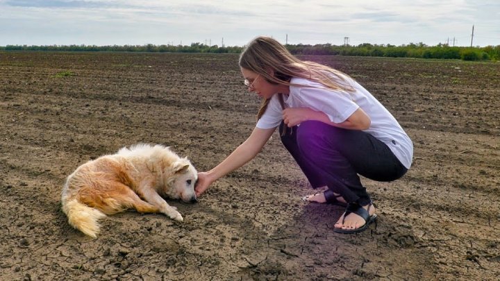senior dog rescue