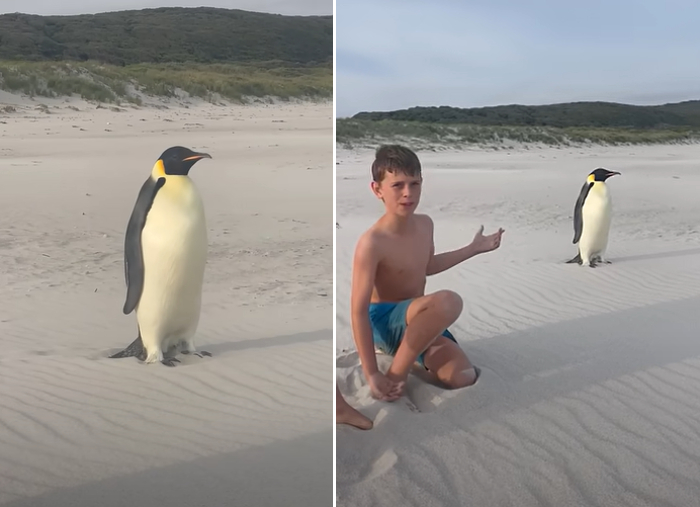 lost Emperor penguin on beach