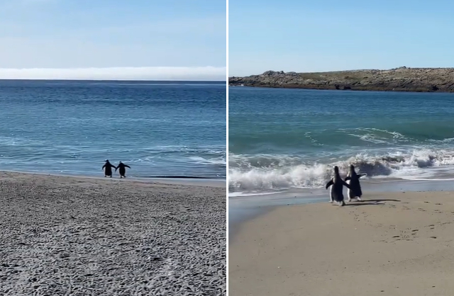penguin couple holding hands on beach