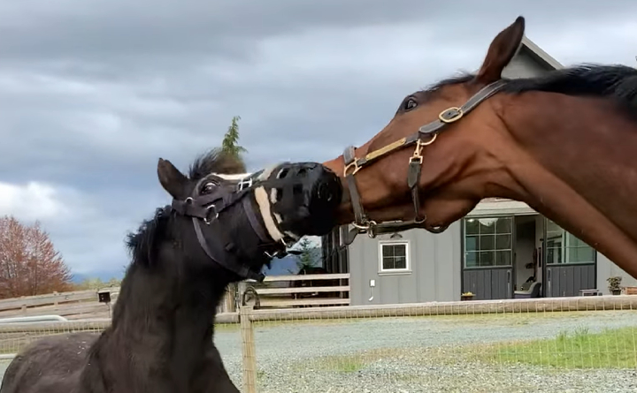 horse removes muzzle from pony friend